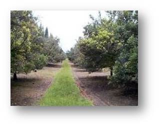 mac nuts orchard